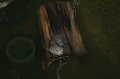 Tropical_island_019