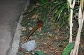 Tropical_island_028