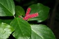 Tropical_island_031