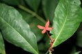 Tropical_island_033